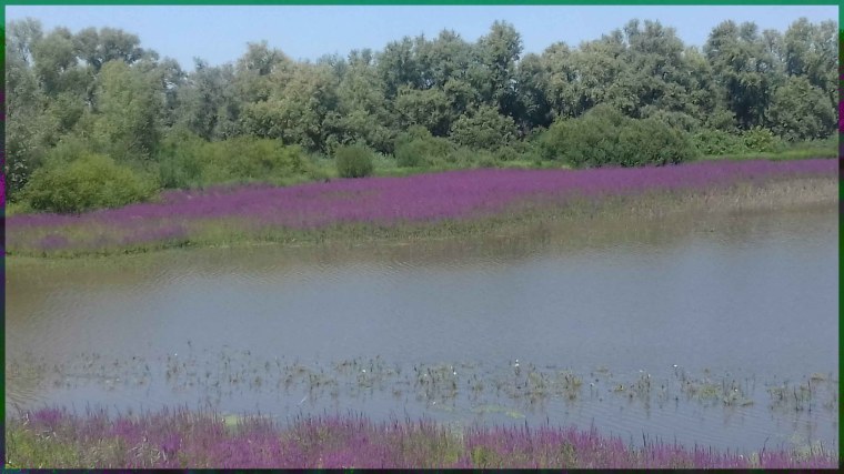 water met paarse bloemen